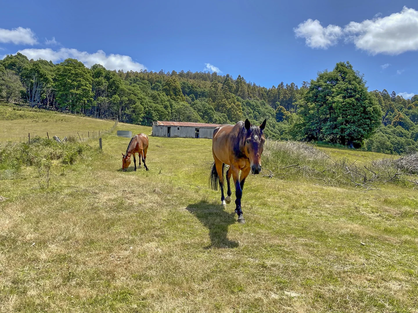 Additional image 31 of 304 Dickensons Creek Road, Glen Huon TAS 7109