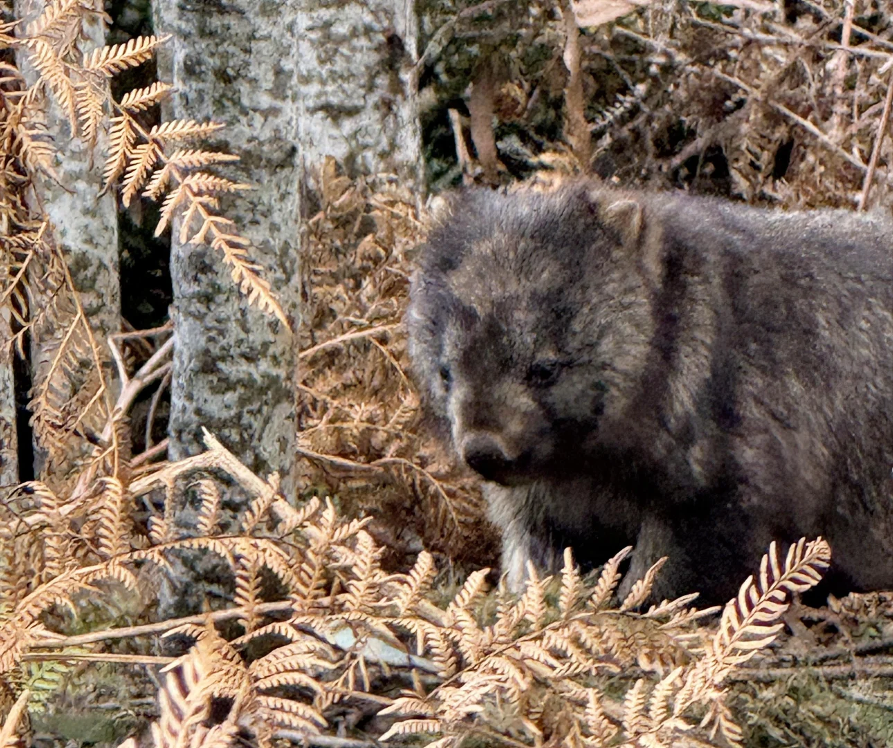 Additional image 16 of 1390 Loongana Road, Loongana TAS 7315