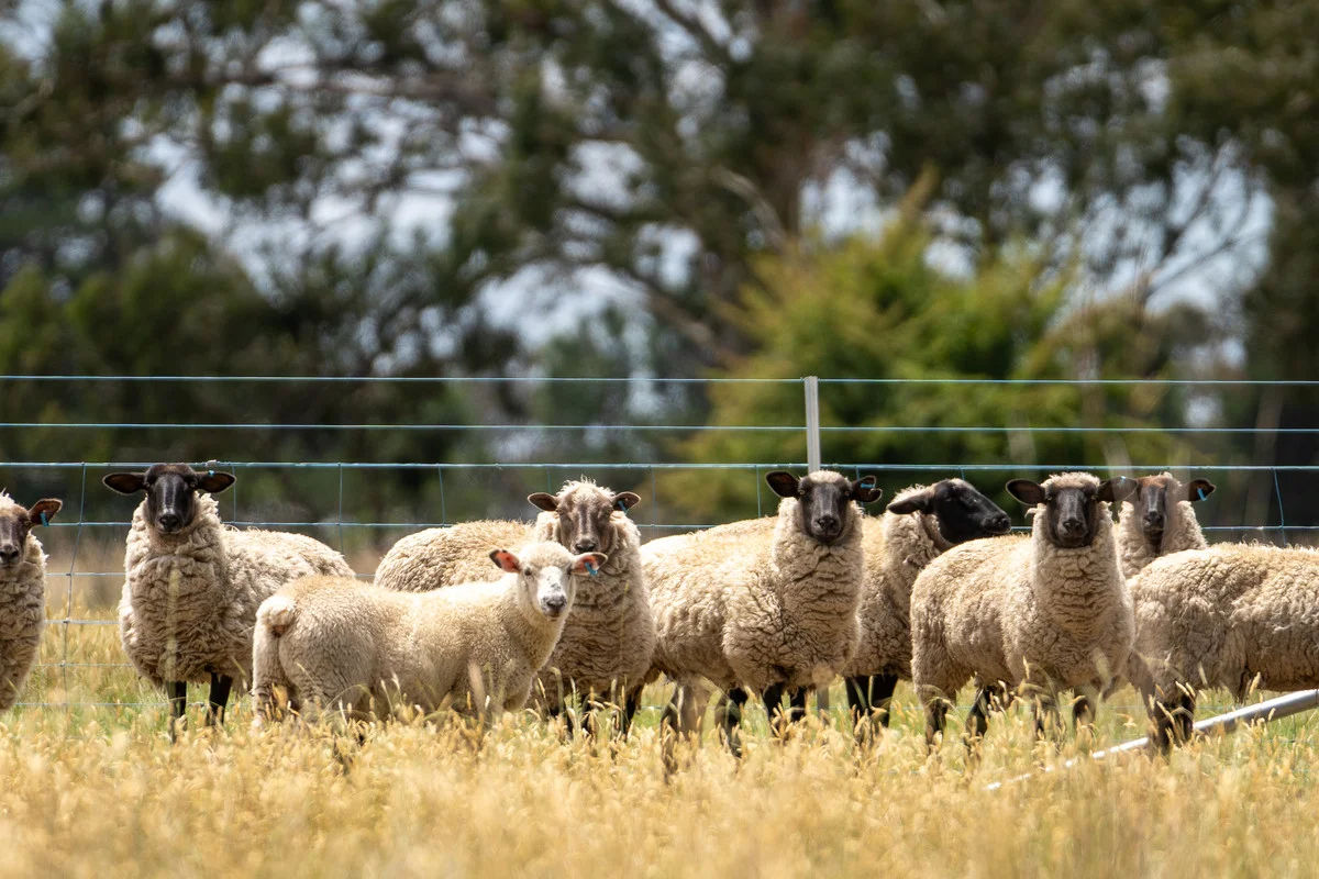 Additional image 27 of 44 Convent Lane, Forest Reefs NSW 2798