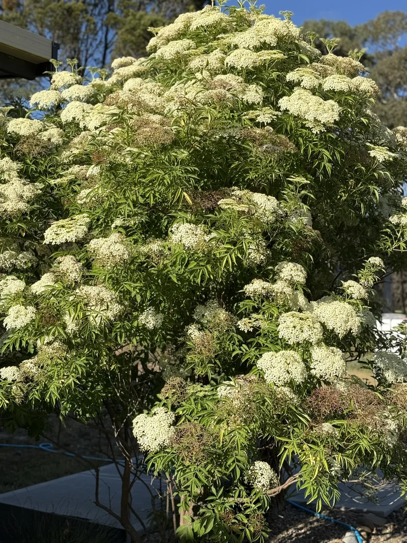 Additional image 52 of 385 Foxs Elbow Road, Braidwood NSW 2622