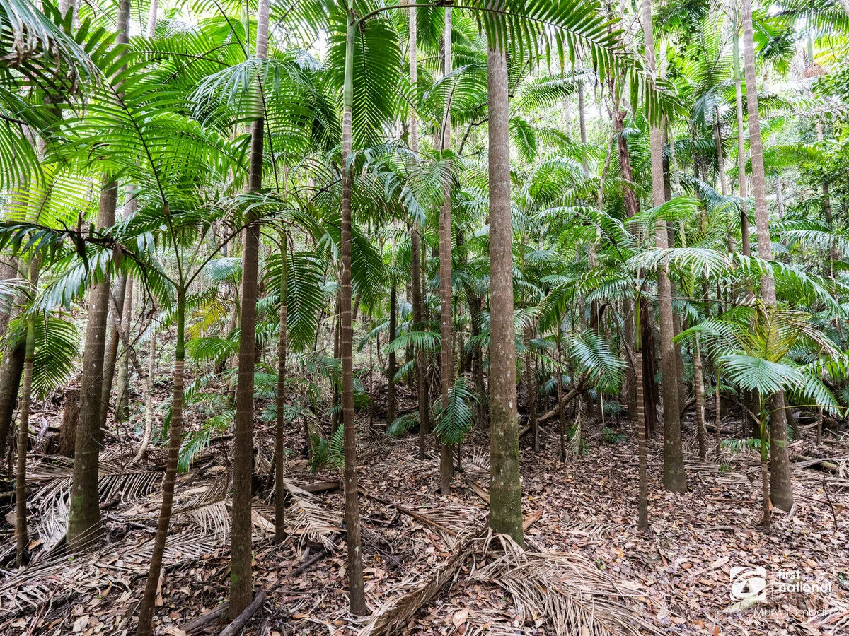 Additional image 33 of 563 Commissioners Creek Road, Commissioners Creek NSW 2484