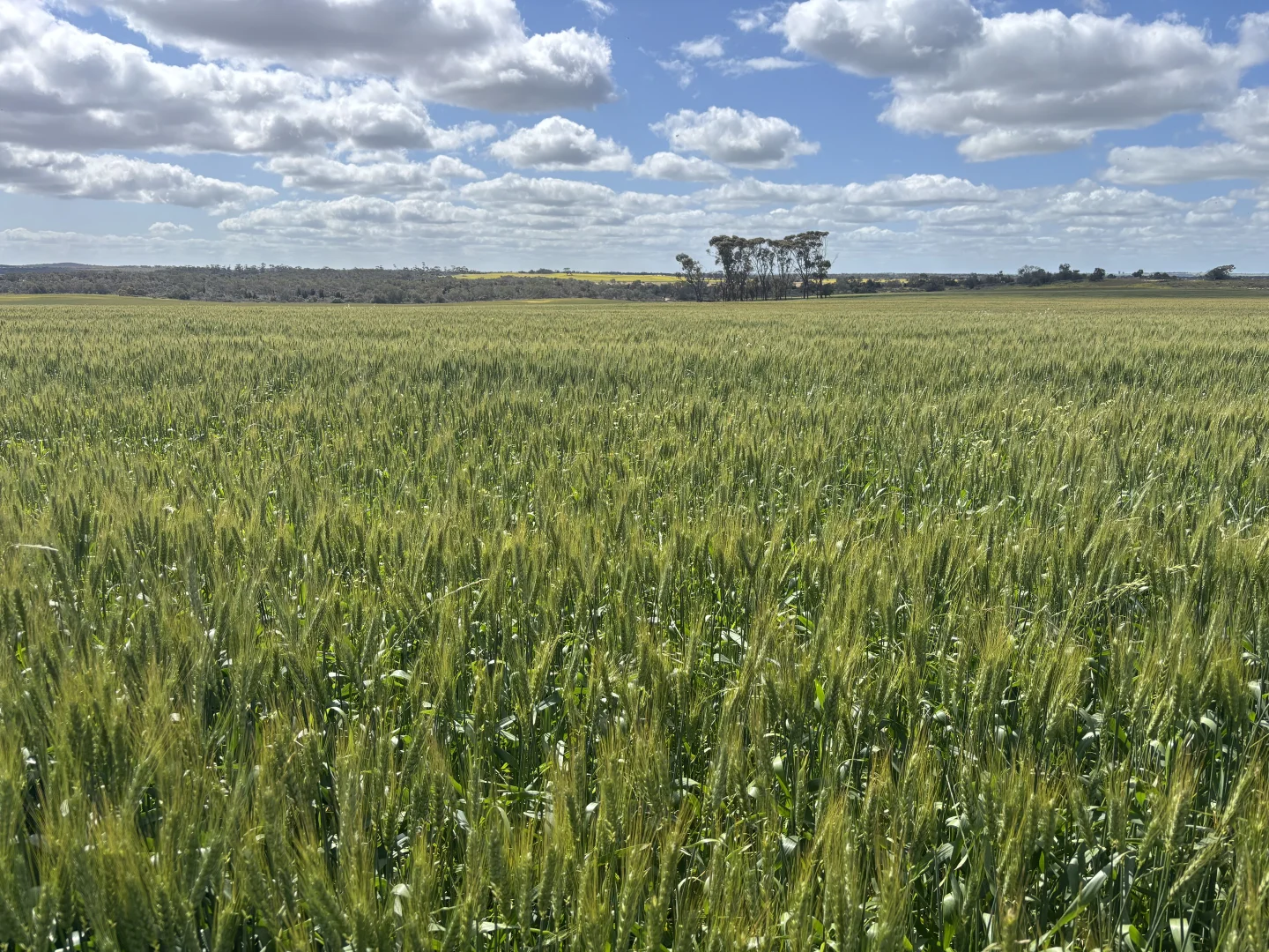 Additional image 29 of 1105 Coorow-Greenhead Road, Coorow WA 6515