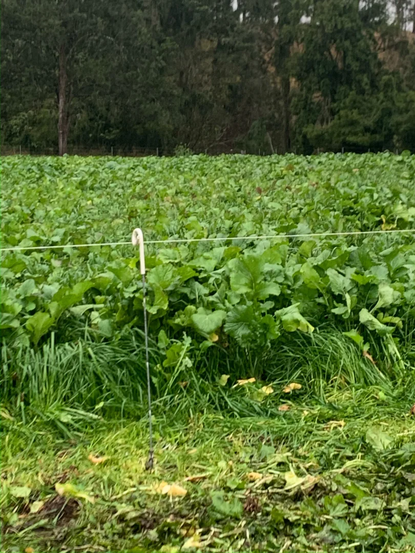 Additional image 5 of 1050 Afterlee Rd, Eden Creek NSW 2474