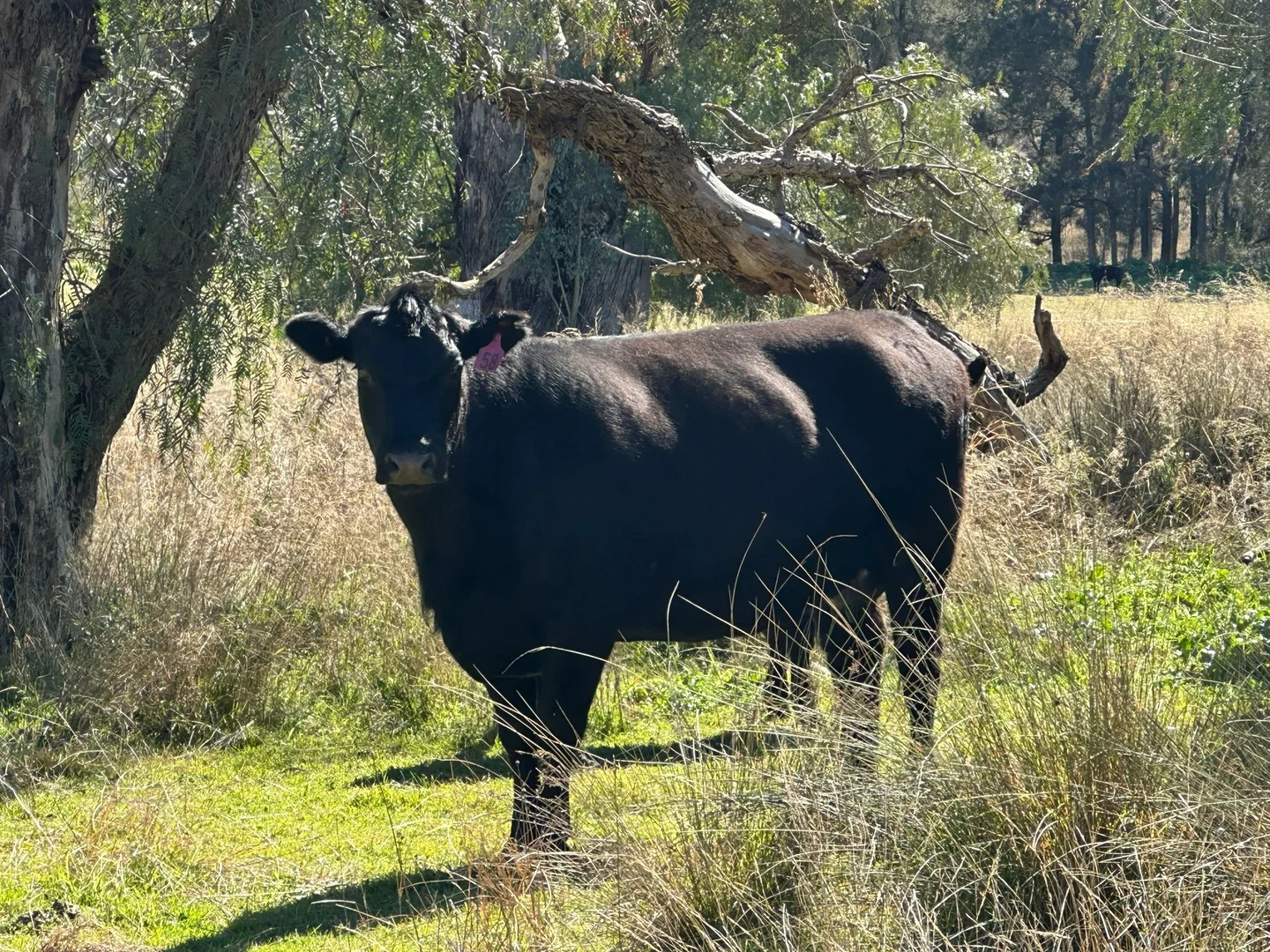 Additional image 2 of 2991 Halls Creek Road, Halls Creek NSW 2346