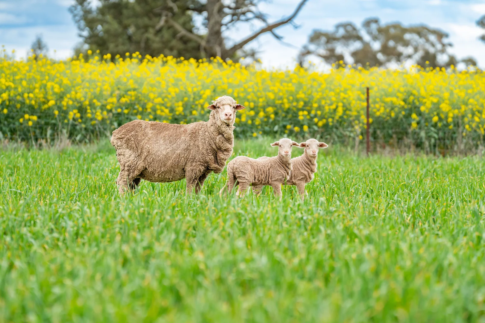 Additional image 12 of 1516 Osborne Pleasant HIlls Road, Pleasant Hills NSW 2658