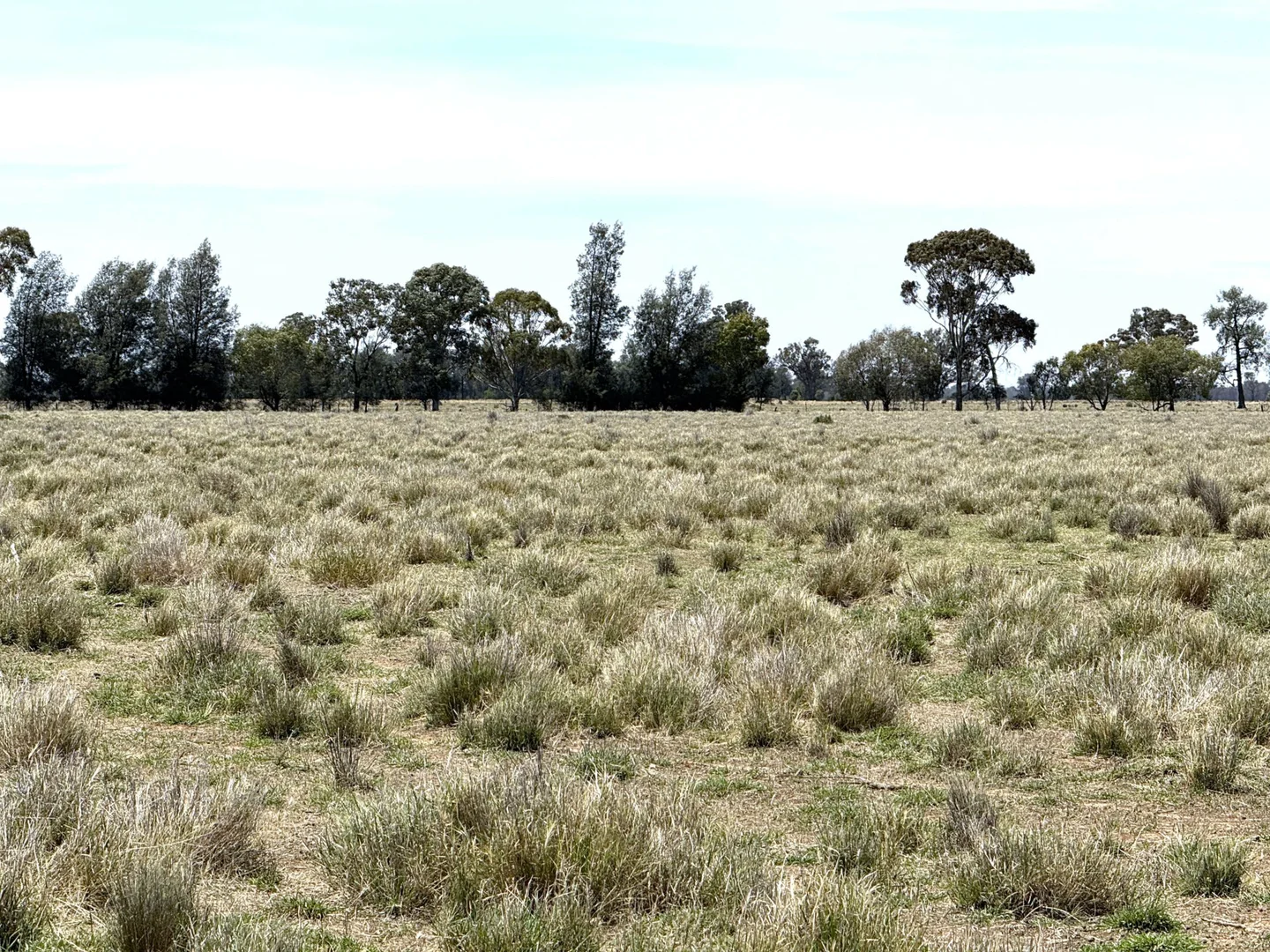 Additional image 15 of 1539 Bland Road, Quandialla NSW 2721