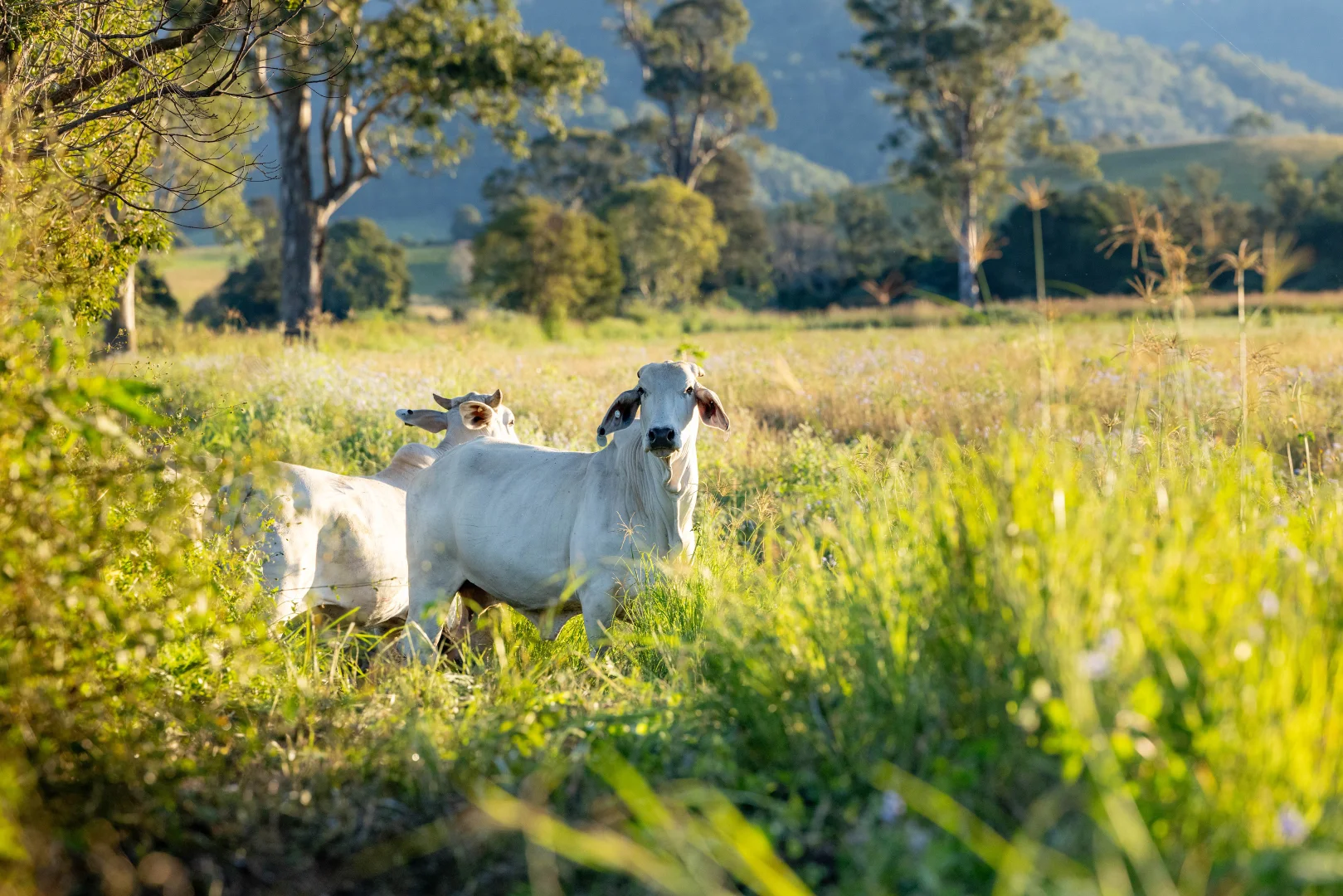 Additional image 7 of 189 (Lot 33) Eastern Mary River Road, Conondale QLD 4552