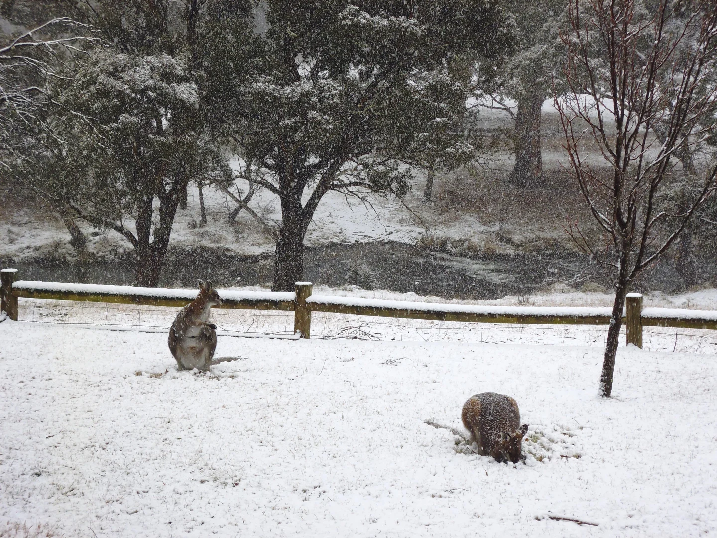 Additional image 34 of 632 Big Yard Road, Moonbah NSW 2627