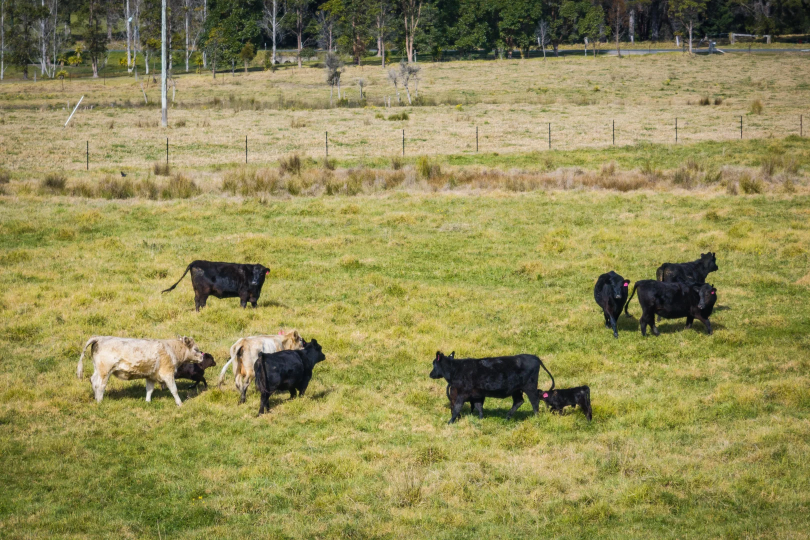 Additional image 16 of 231-232 Mount Darragh Road, South Pambula NSW 2549