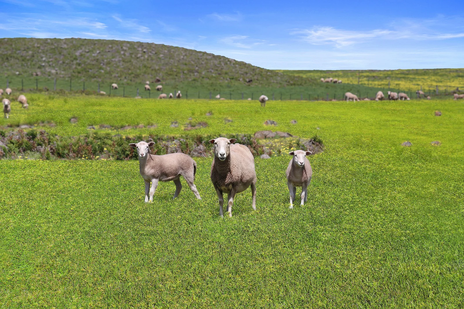 Additional image 14 of 236 Fingerboard Road, Yambuk VIC 3285