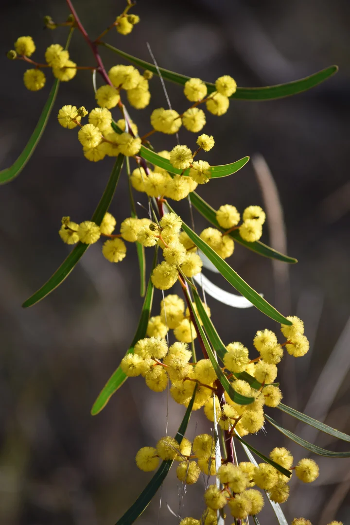 Additional image 20 of 1124 WARKTON ROAD, Coonabarabran NSW 2357