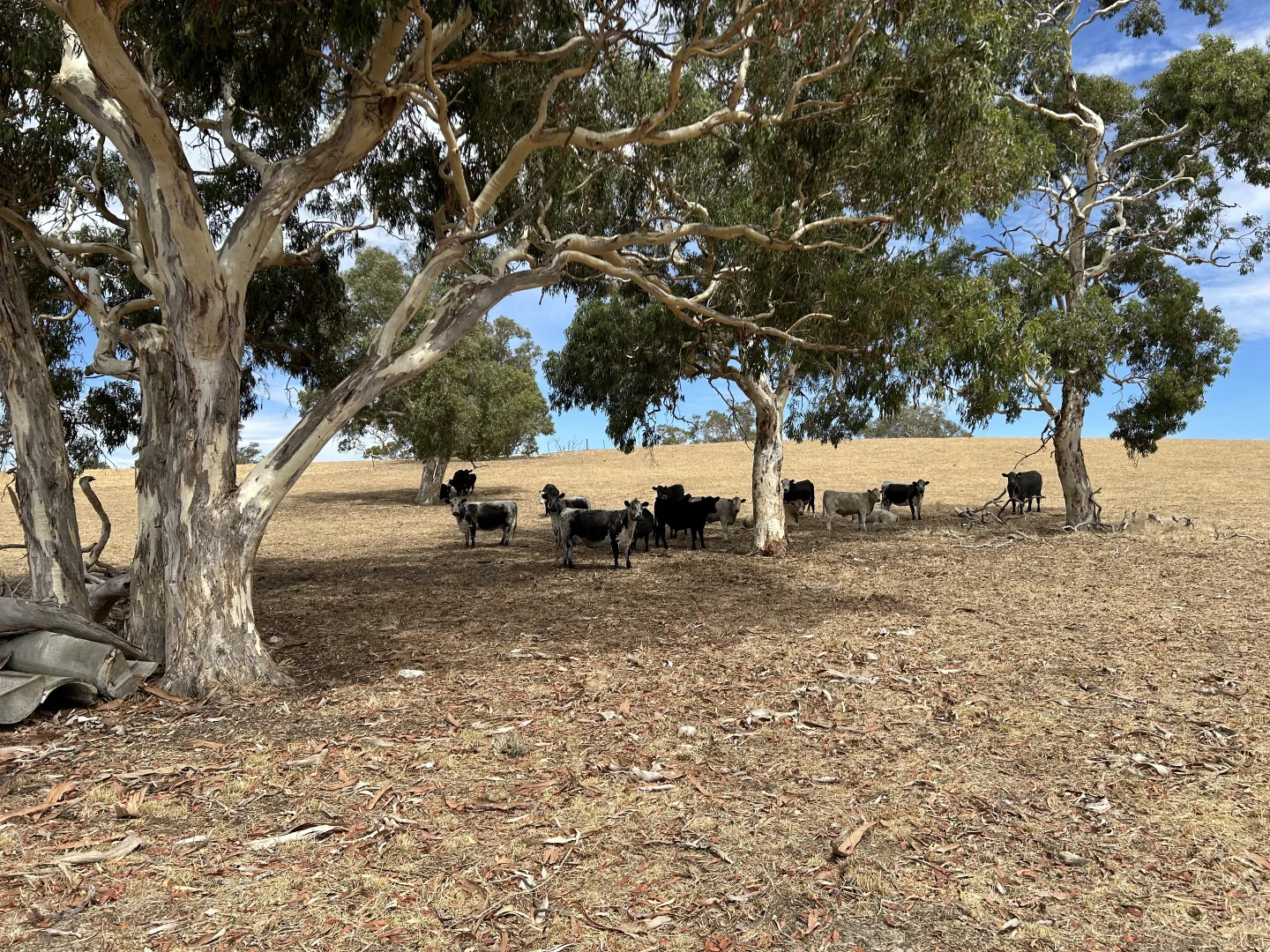 Additional image 9 of Lot 189 and 323 Roy Lawries Road, Lochaber SA 5271