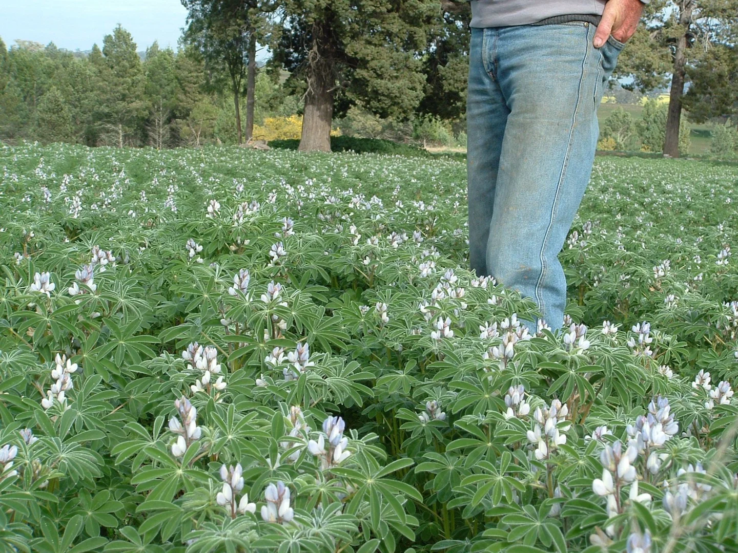 Additional image 26 of 325 Toorawandi Road, Ulamambri NSW 2357