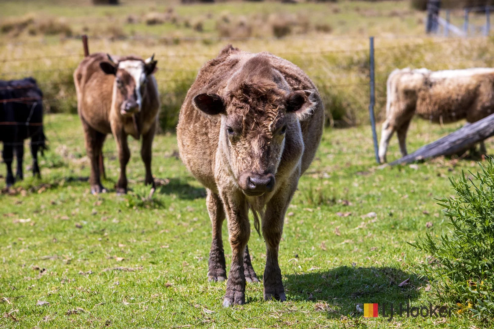 Additional image 14 of 1109 Princes Highway, Mogo NSW 2536