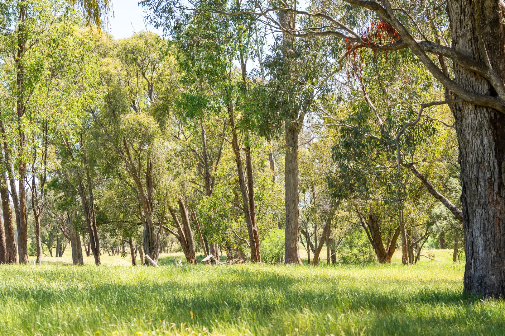 Additional image 26 of 417 Black Flats Road, Mudgegonga VIC 3737