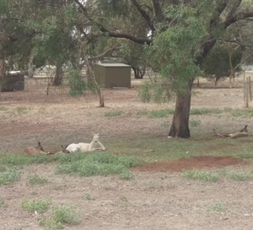 Additional image 11 of 7, 8 and 9 Creecoona Terrace, Bordertown SA 5268