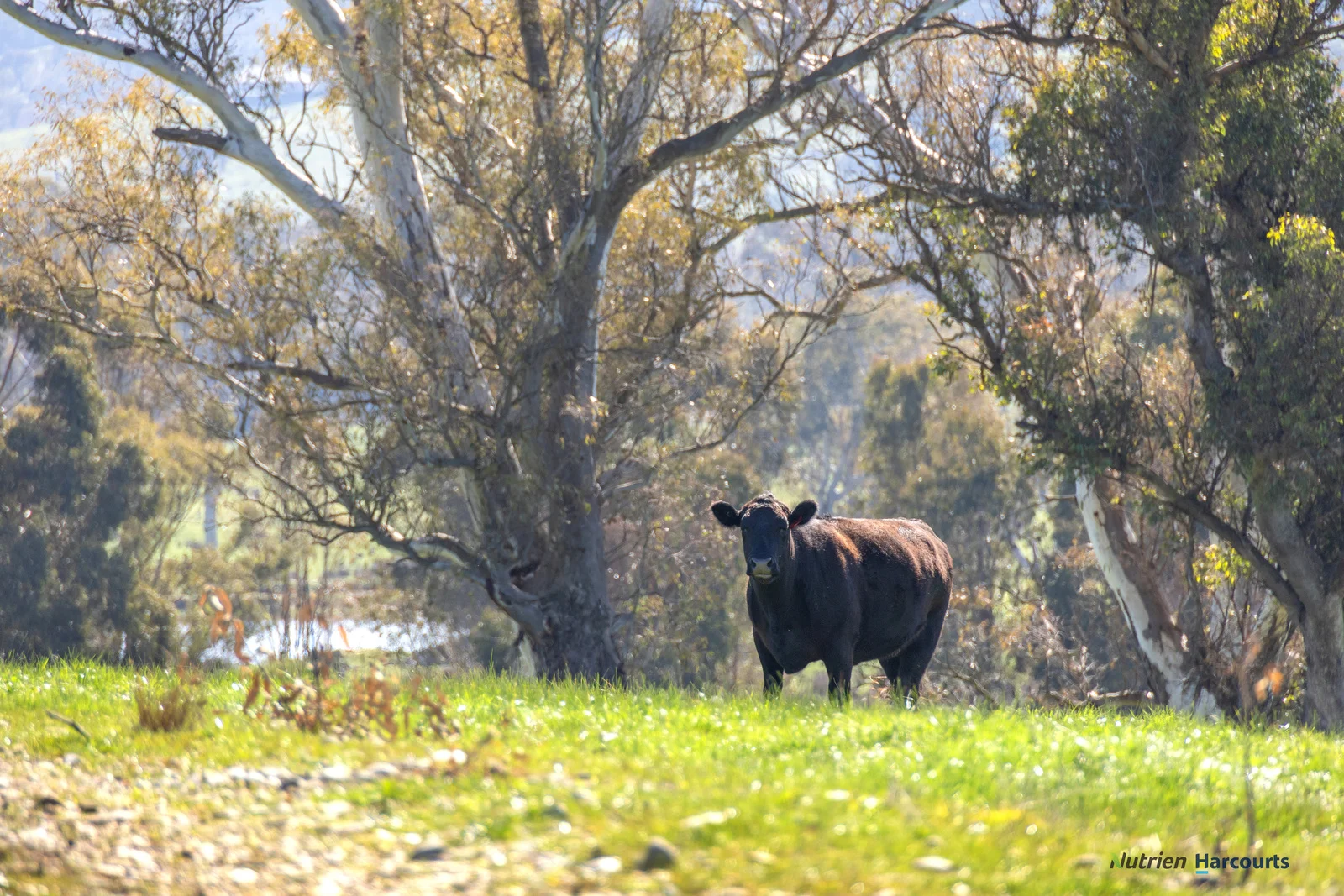 Additional image 5 of 2222 Goulburn Valley Highway, Alexandra VIC 3714