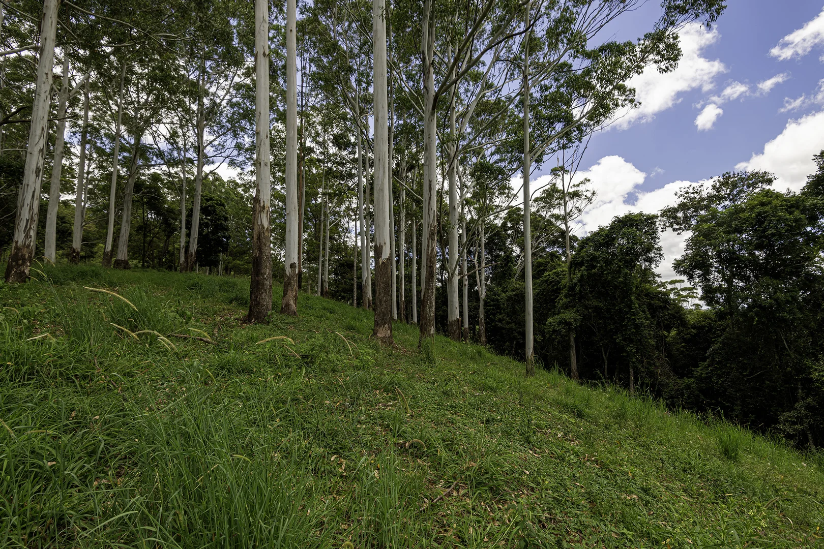 Additional image 46 of 492 River Road, Peachester QLD 4519