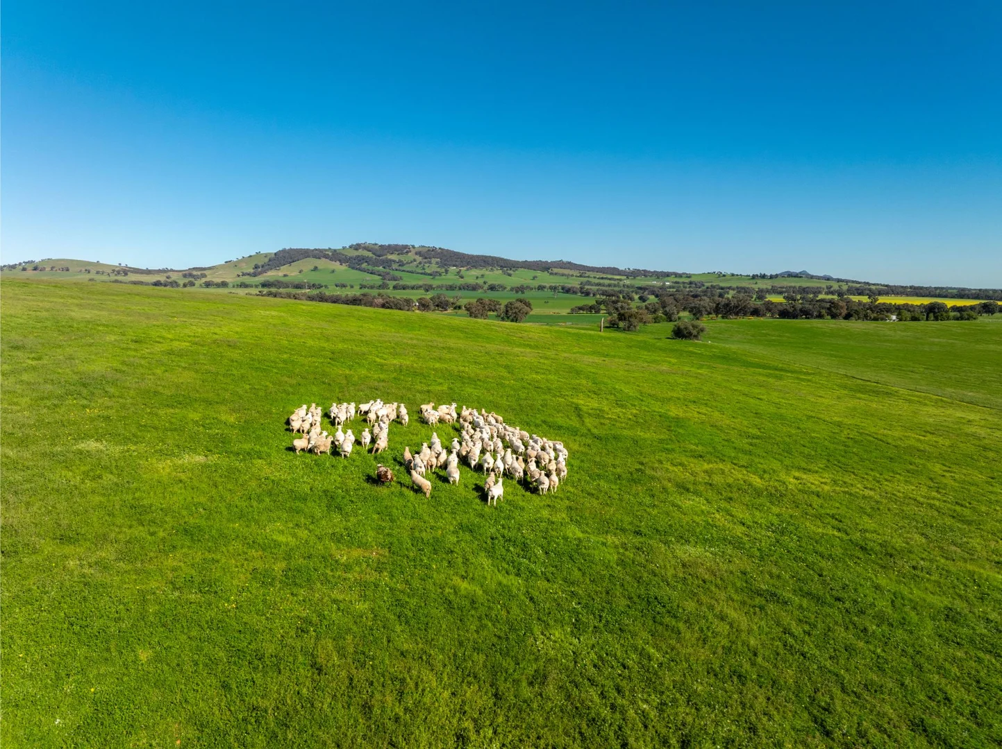 Additional image 10 of 272 Bulloc Hill Road, Mangoplah NSW 2652