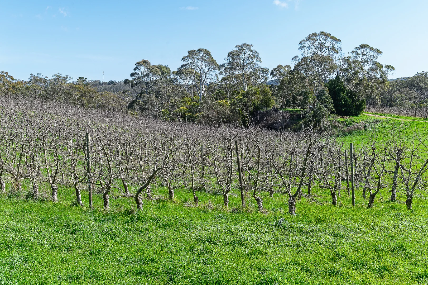 Additional image 13 of Lot 201 Tiers Road, Lenswood SA 5240