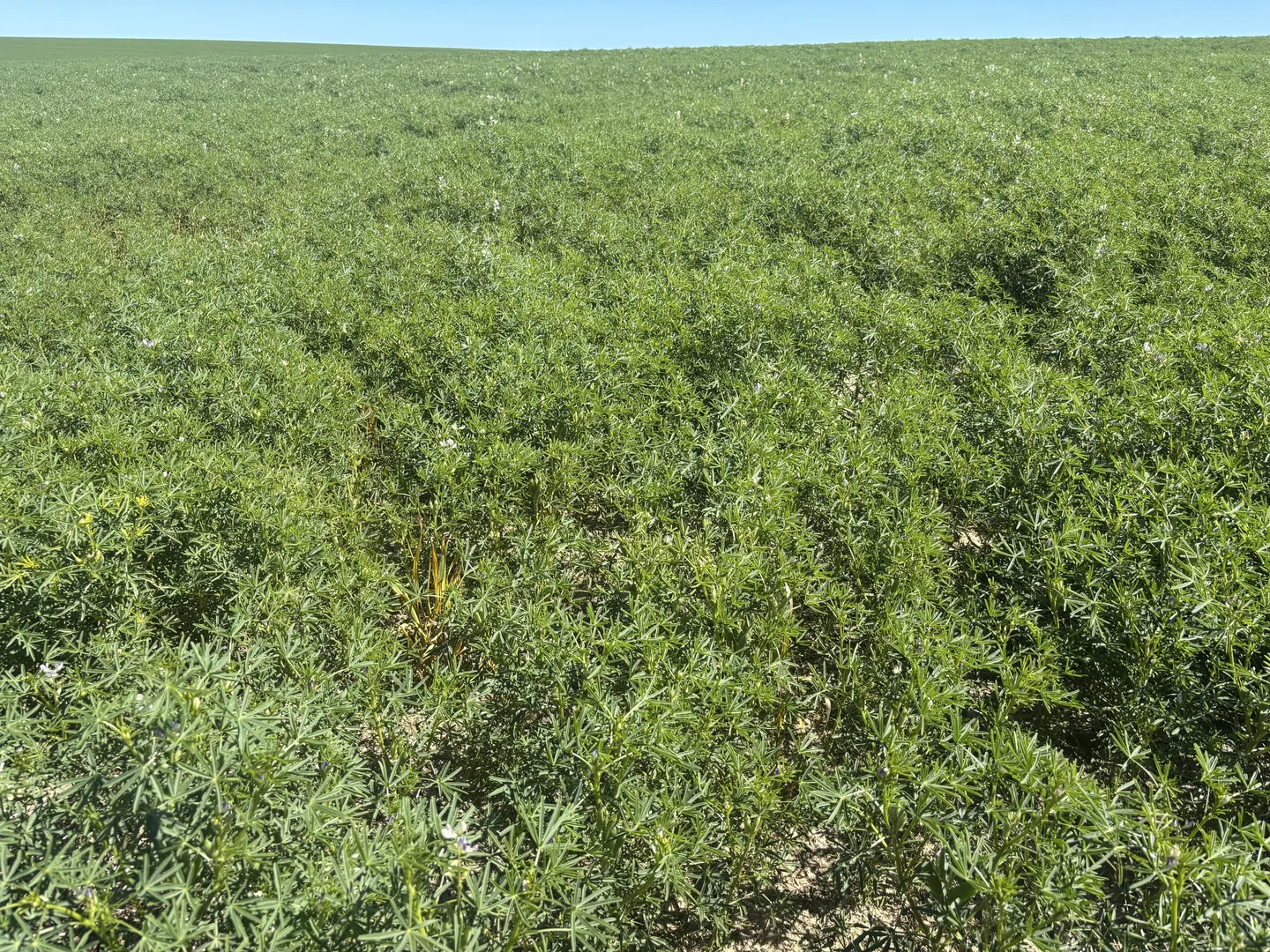 Additional image 13 of Lot 55 Ahern Place, Hickety WA 6532