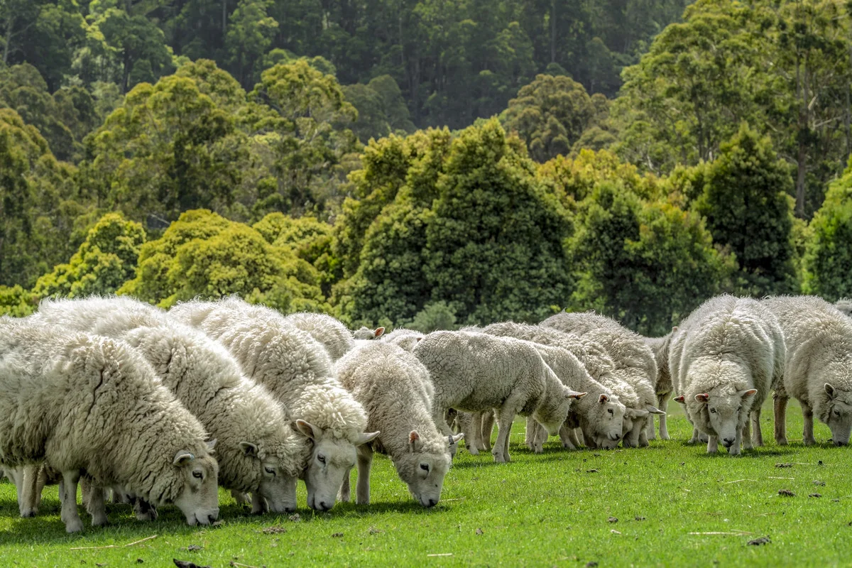 Additional image 7 of 675 Skenes Creek Road, Skenes Creek North VIC 3233