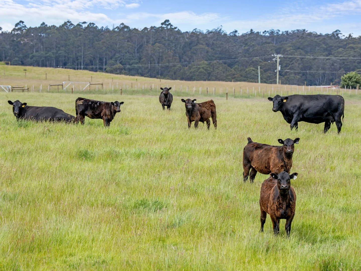 Additional image 16 of Dalwood Road, Nook TAS 7306