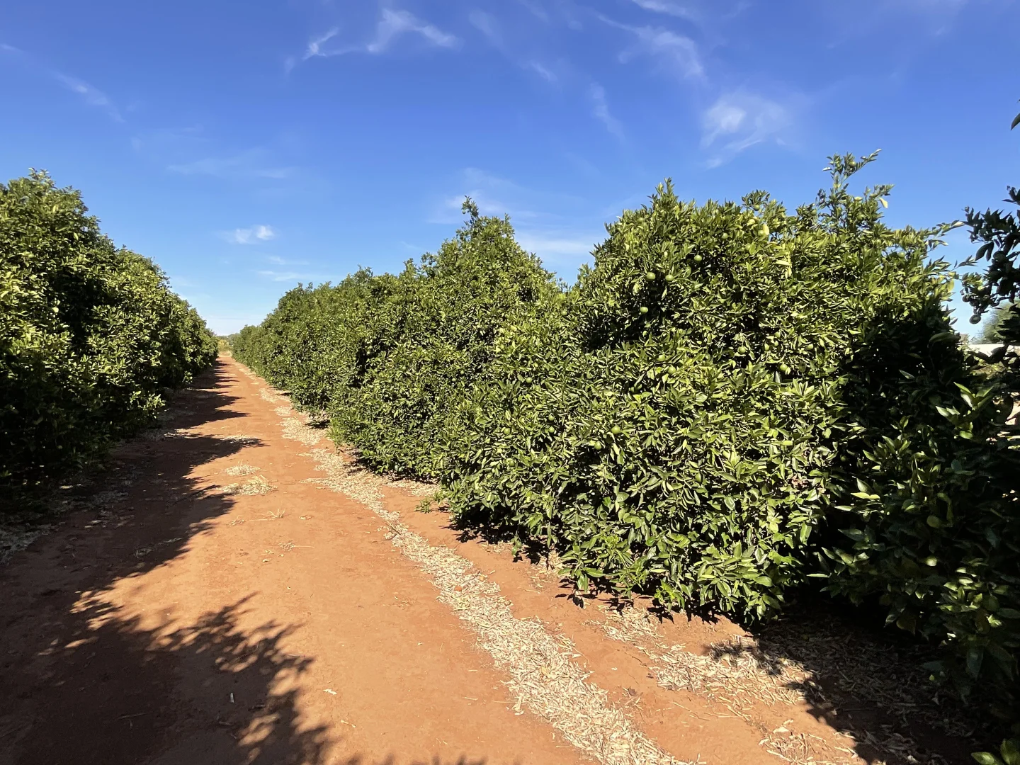 Additional image 20 of 187 Morley Road, Yoogali NSW 2680