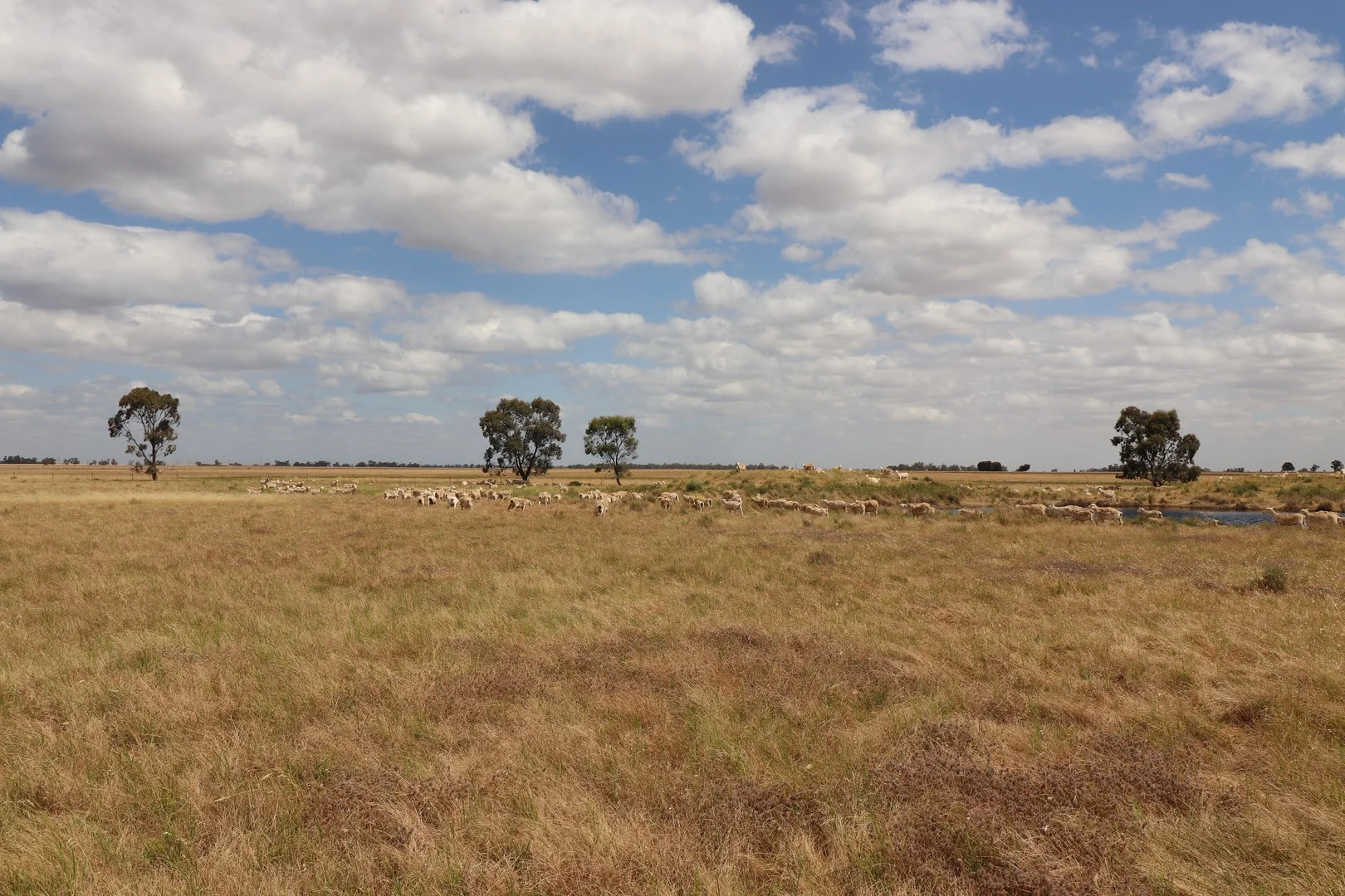 Additional image 6 of 'East Gathan' 509 Gathan Road, Deniliquin NSW 2710