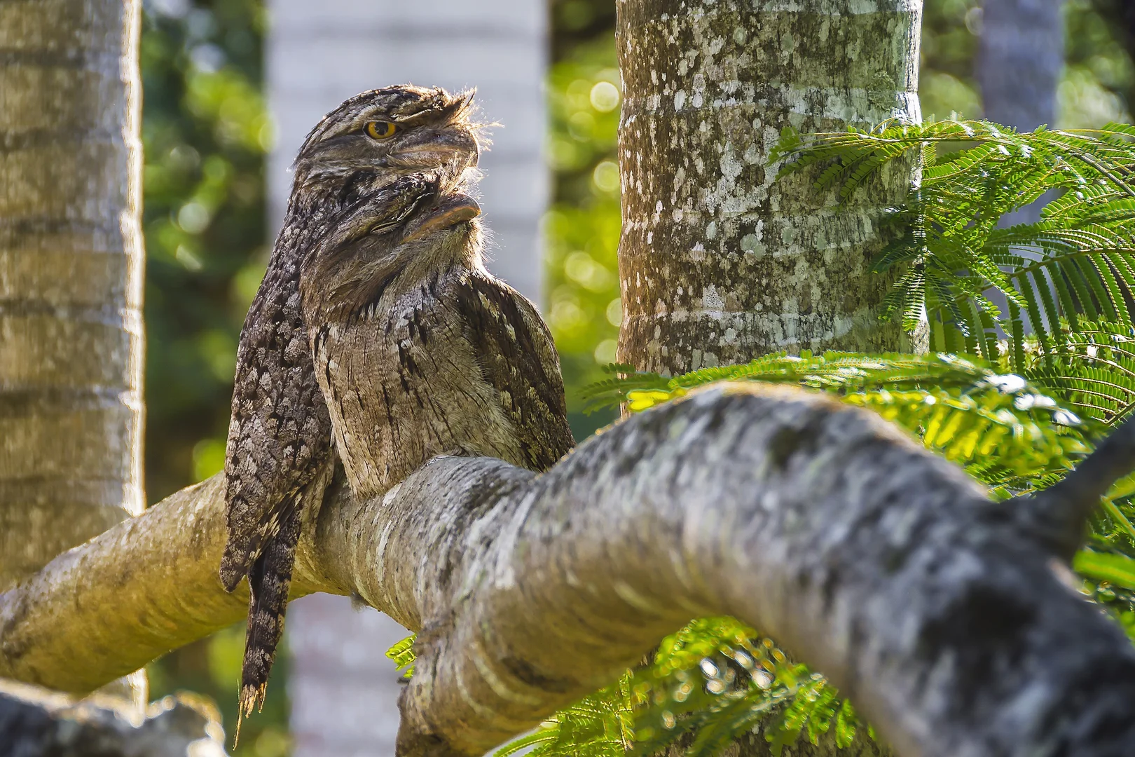 Additional image 22 of 492 River Road, Peachester QLD 4519