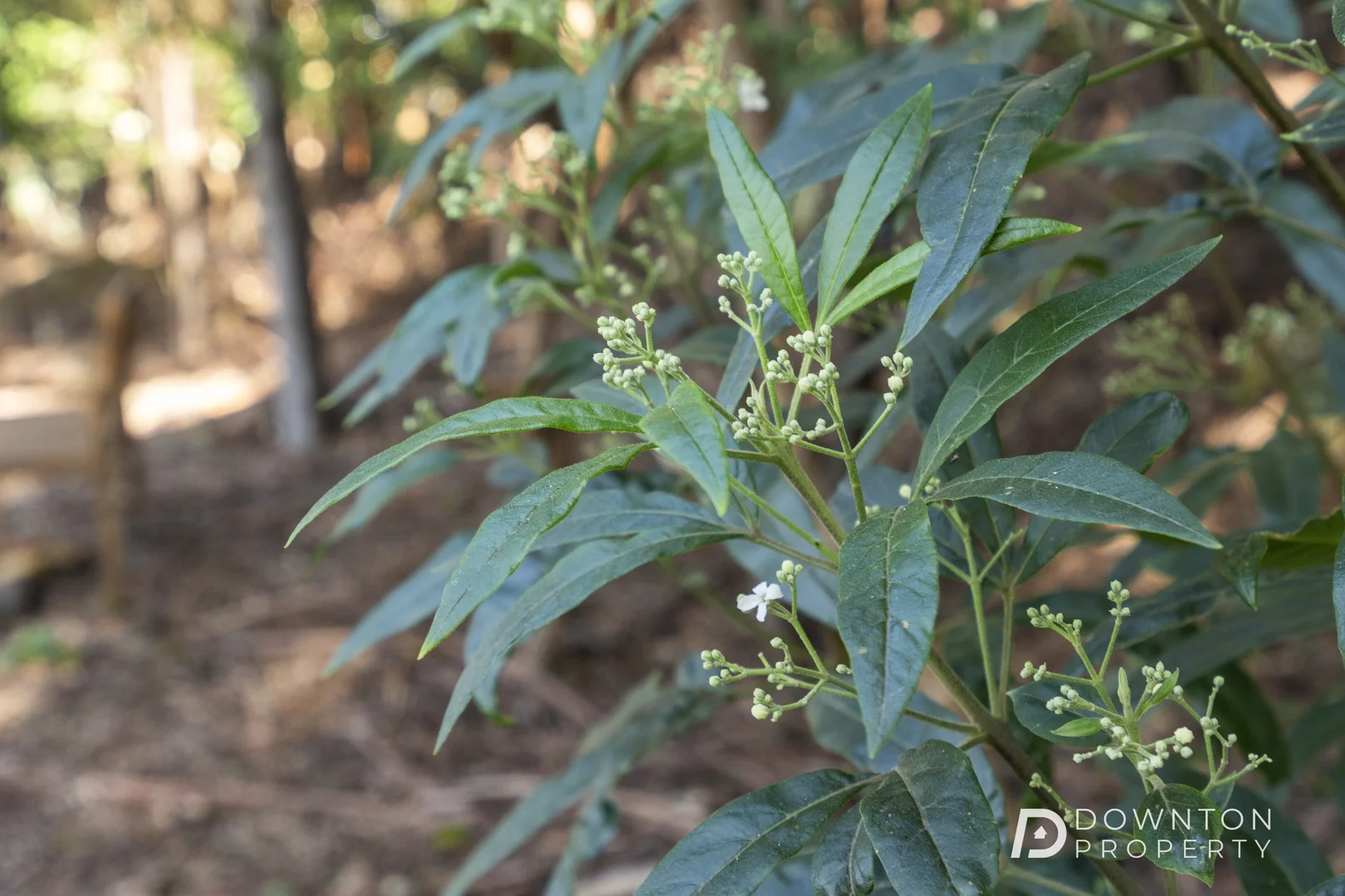 Additional image 17 of 37 Grays Road, Fern Tree TAS 7054