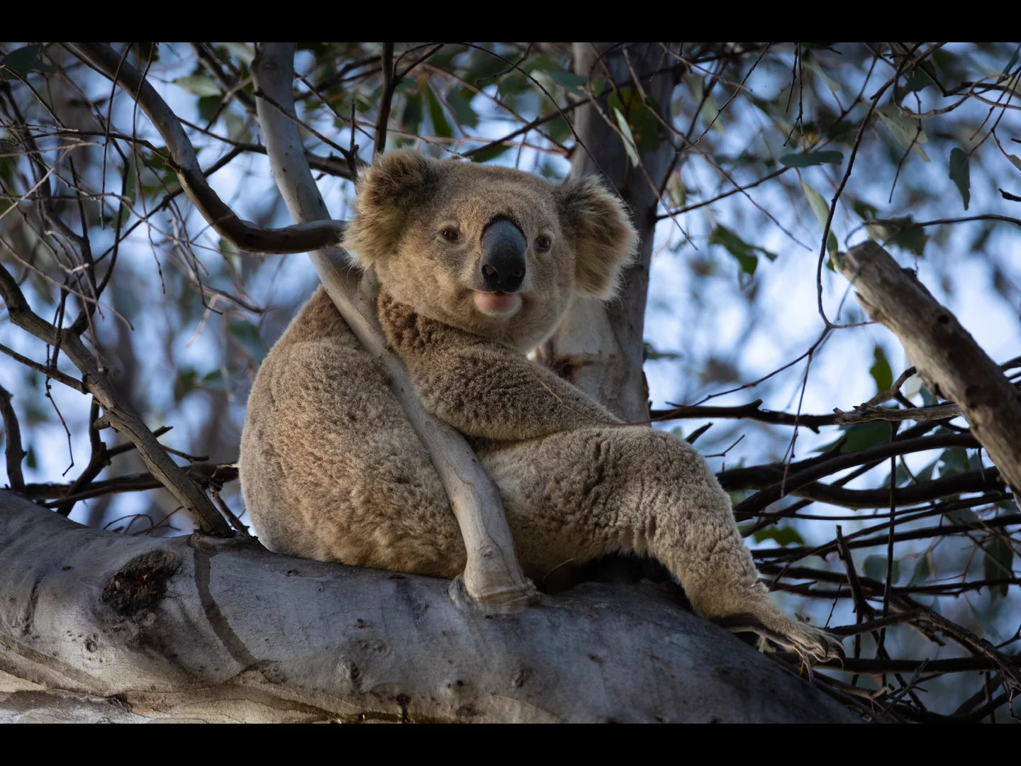 Additional image 41 of 808 White Rock Road, Bathurst NSW 2795