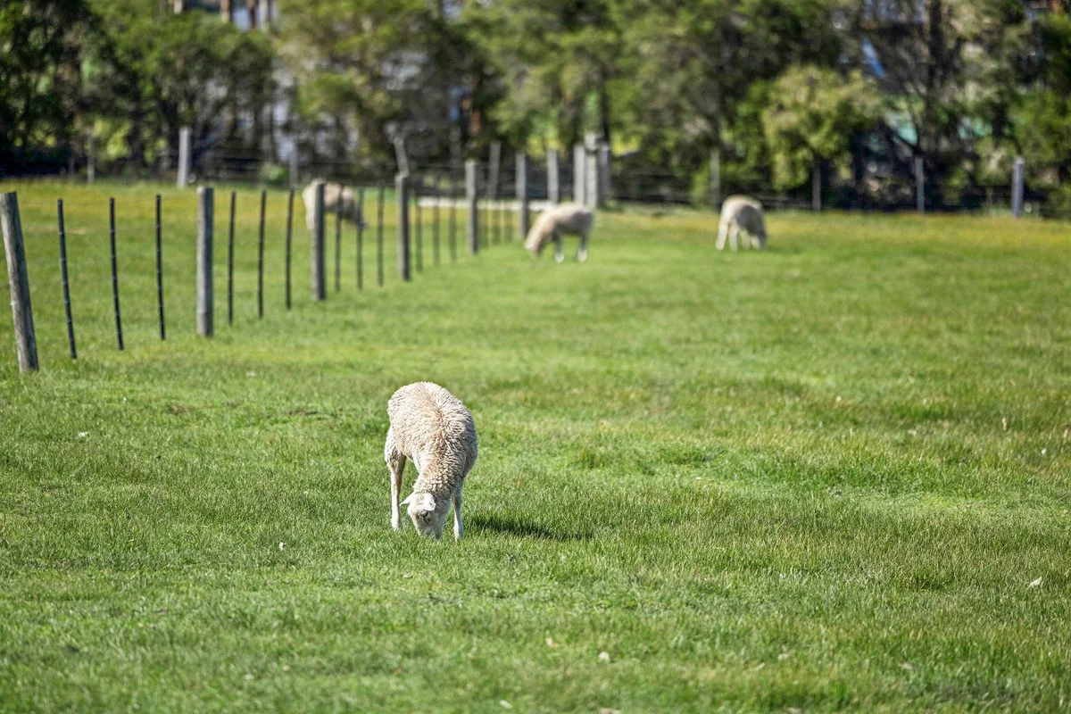Additional image 22 of 60 Moores Road, Bellbrae VIC 3228