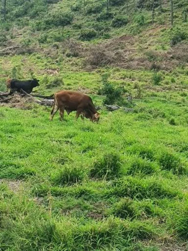 Additional image 32 of Ingoldsby QLD 4343