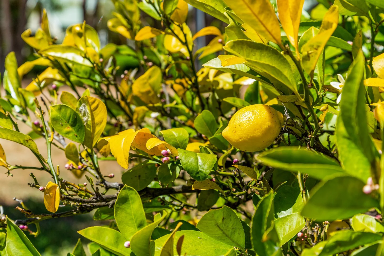 Additional image 34 of 253 Nankervis Road, Mandurang VIC 3551