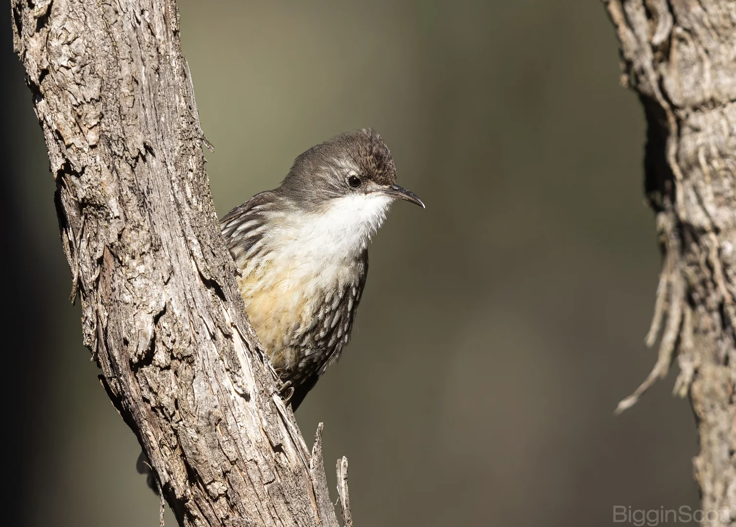 Additional image 12 of 595 Providence Gully Road, Yandoit Hills VIC 3461