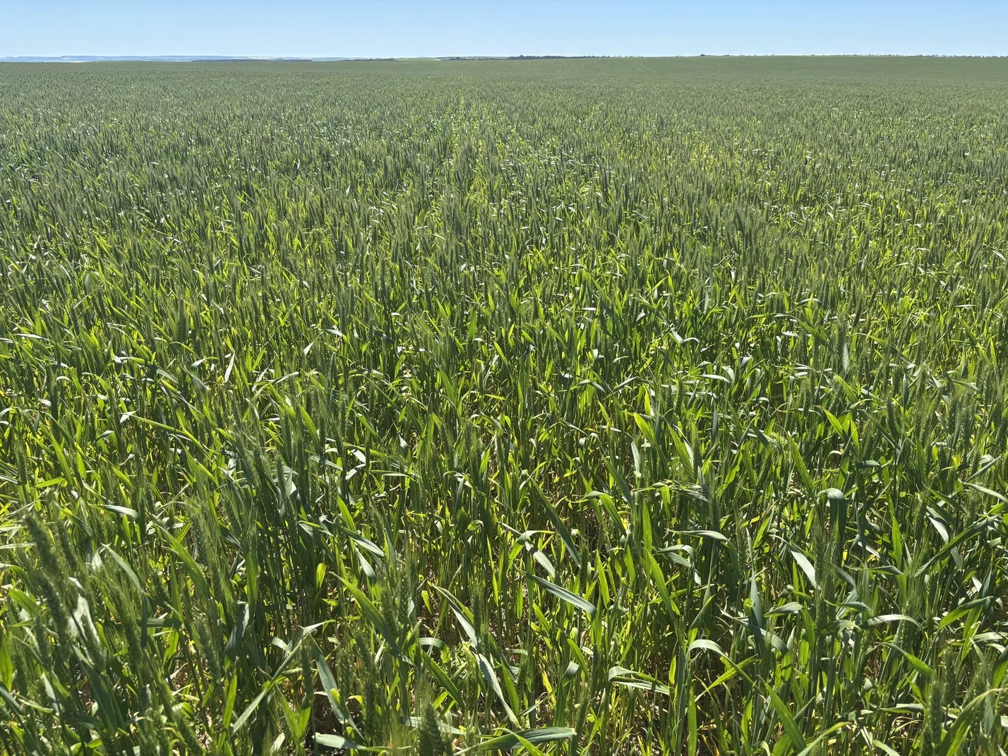 Additional image 5 of Lot 55 Ahern Place, Hickety WA 6532