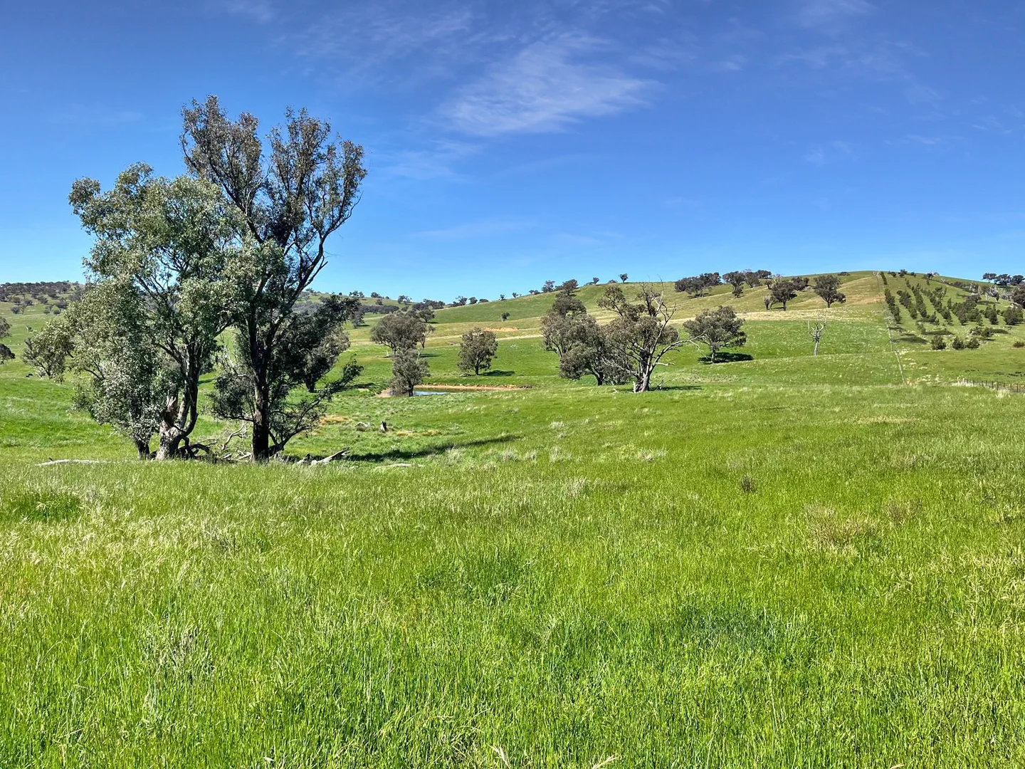 Additional image 40 of 'horse Gully' Old Waugoola Road, Woodstock NSW 2793