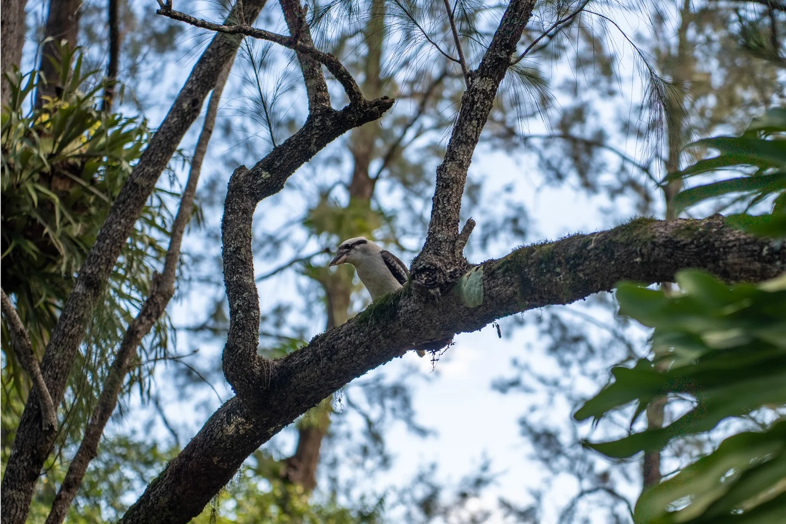 Additional image 30 of 42 Sunny Corner Road, Bellingen NSW 2454