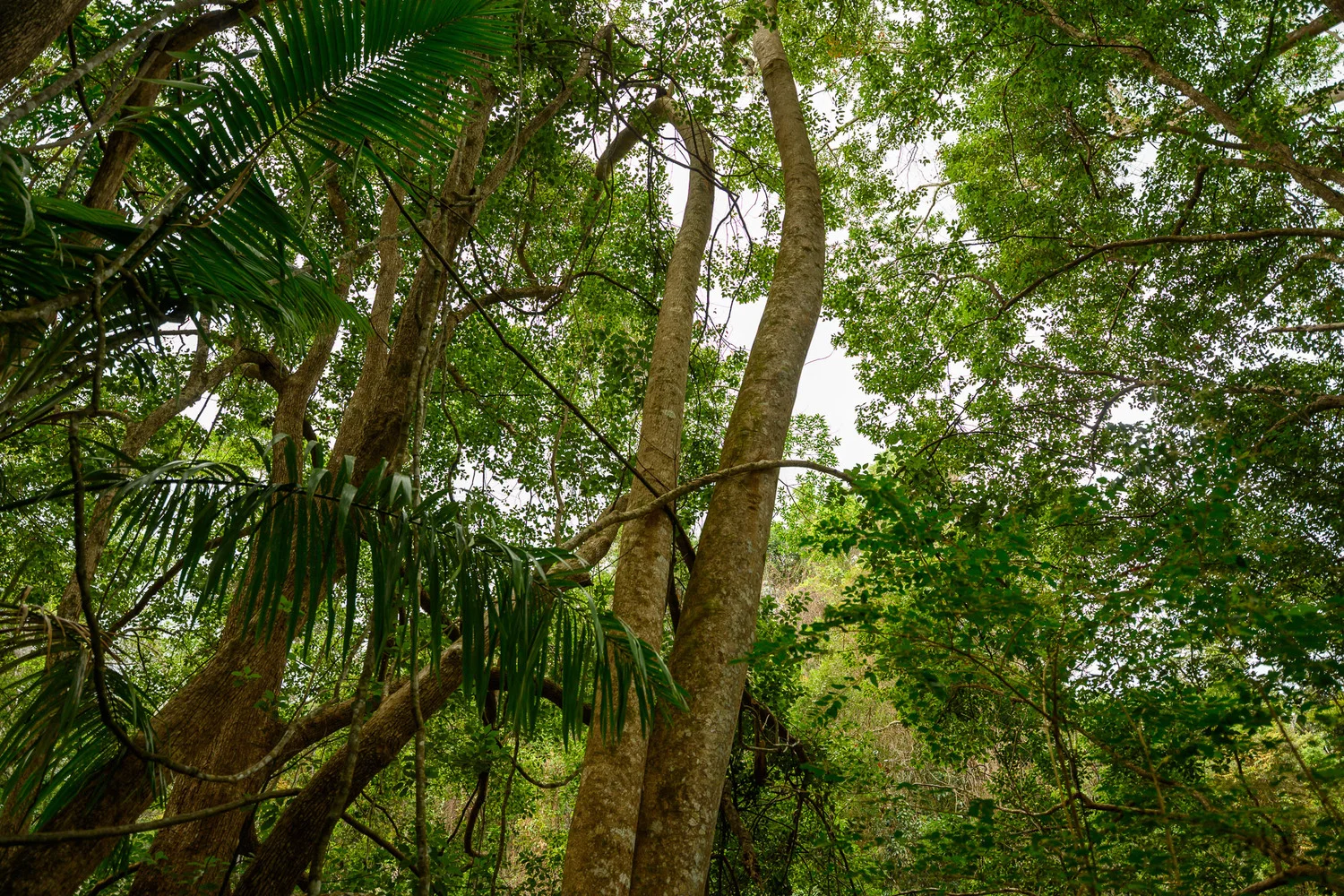 Additional image 47 of 86 Parmenters Road, Wilsons Creek NSW 2482