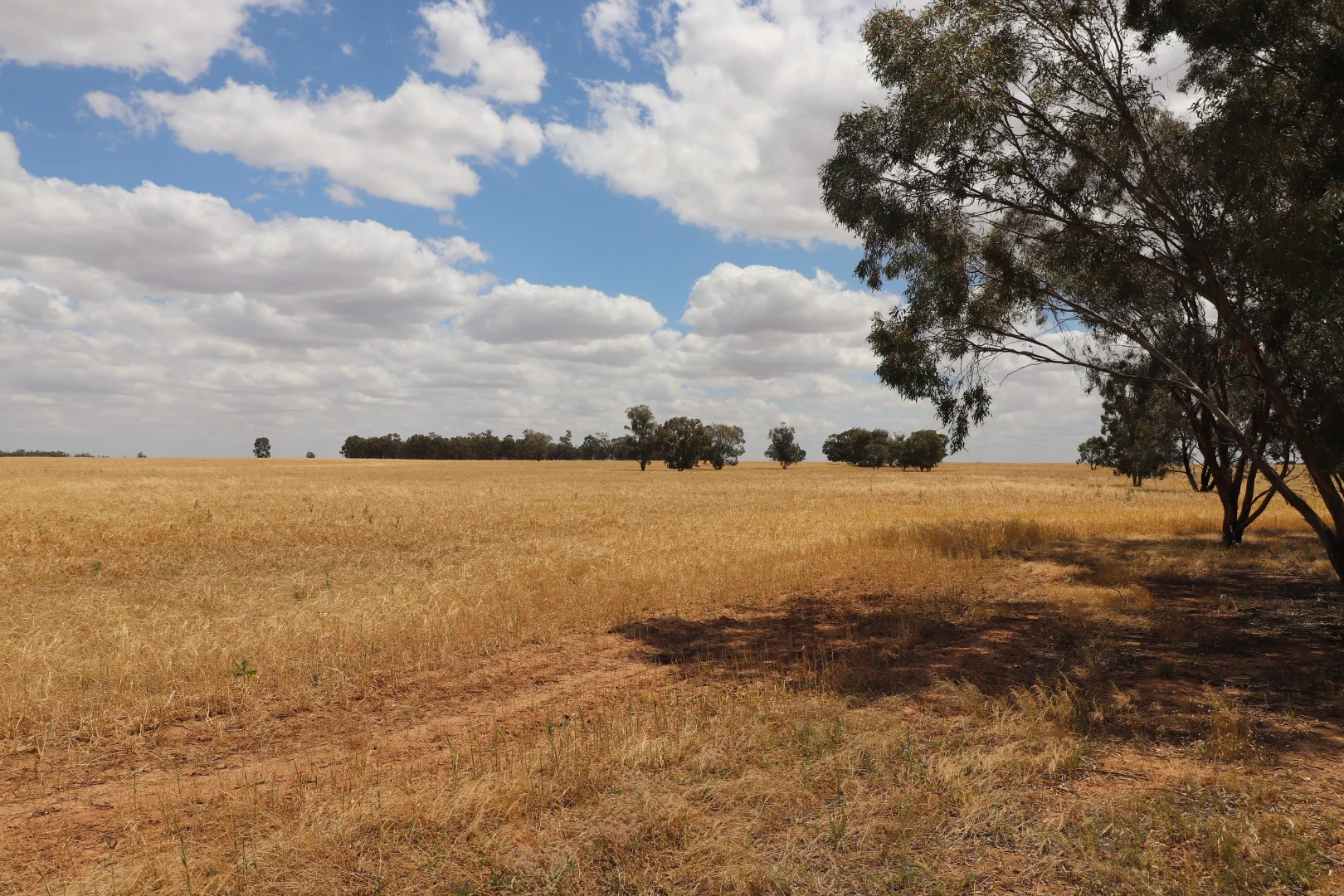 Additional image 16 of 'East Gathan' 509 Gathan Road, Deniliquin NSW 2710