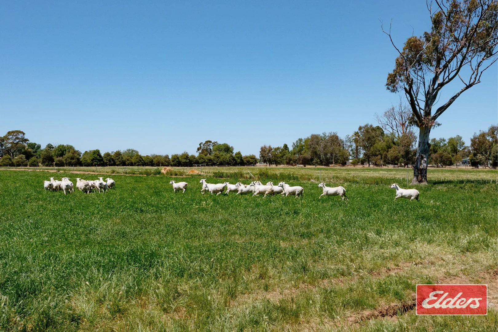 Additional image 27 of 223 McSwains Road, Echuca VIC 3564