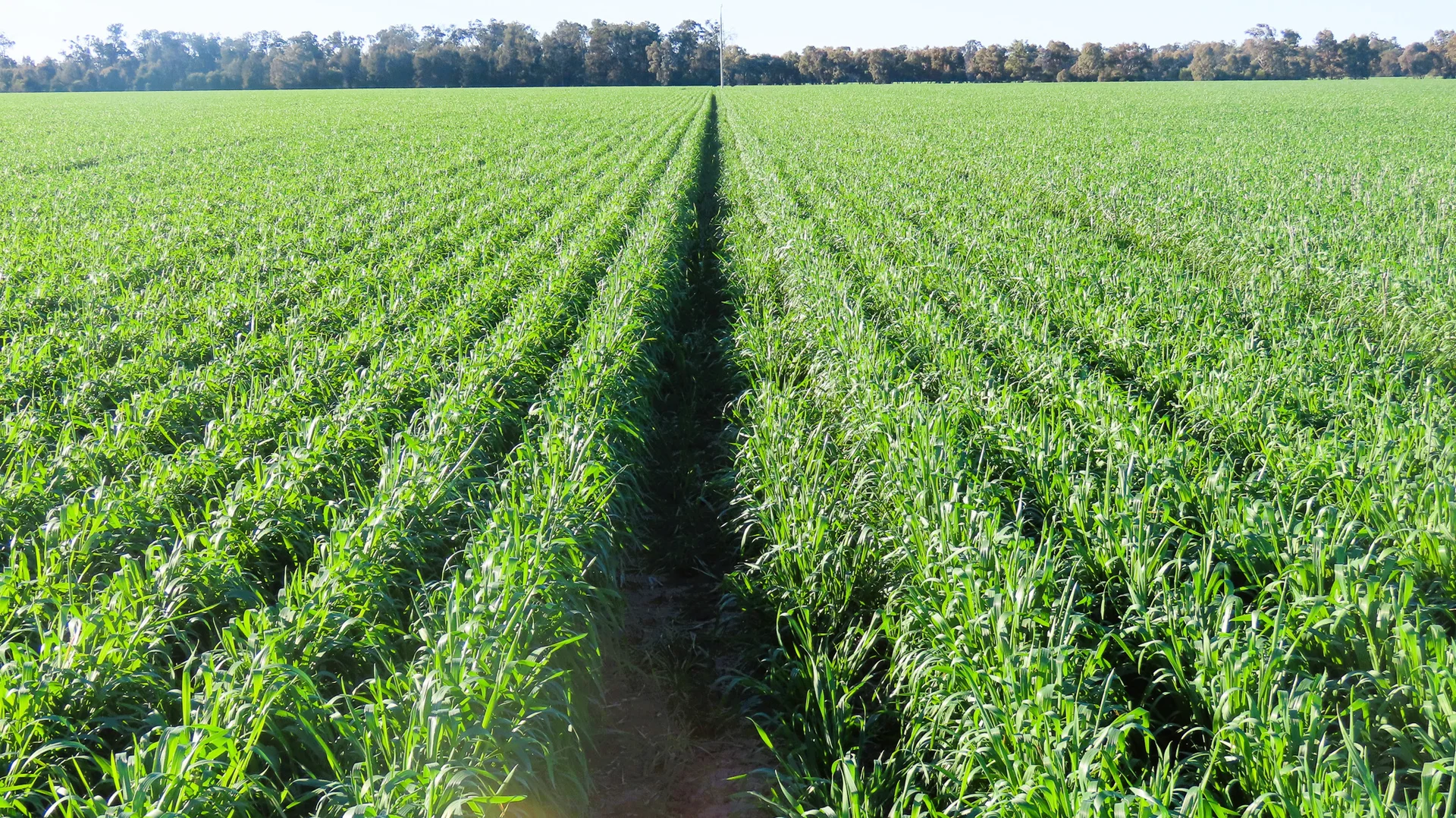 Additional image 4 of "Carpendale Agri" Gore Hwy, Goondiwindi QLD 4390