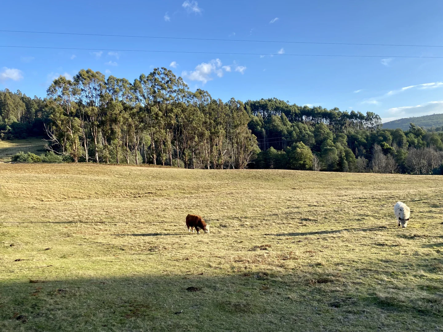 Additional image 34 of 304 Dickensons Creek Road, Glen Huon TAS 7109