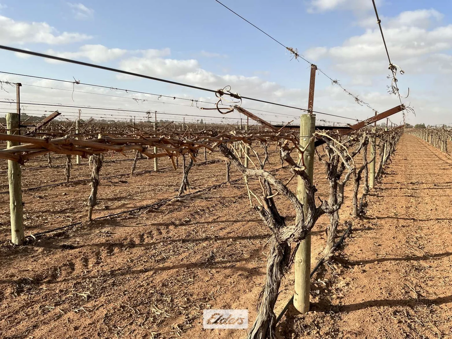 Additional image 7 of 221 & 245 Cowanna Avenue, Merbein South VIC 3505