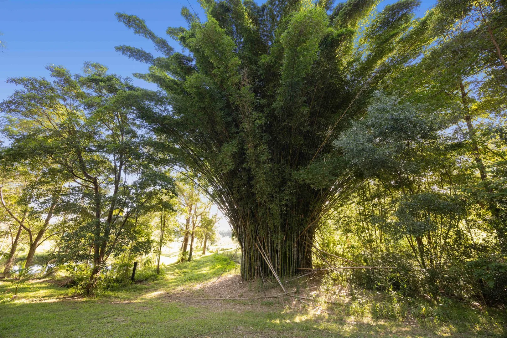 Additional image 8 of 72 Pringle Road, Rosemount QLD 4560