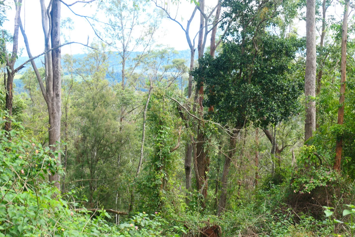 Additional image 23 of 146 Mills Road, Bean Creek NSW 2469