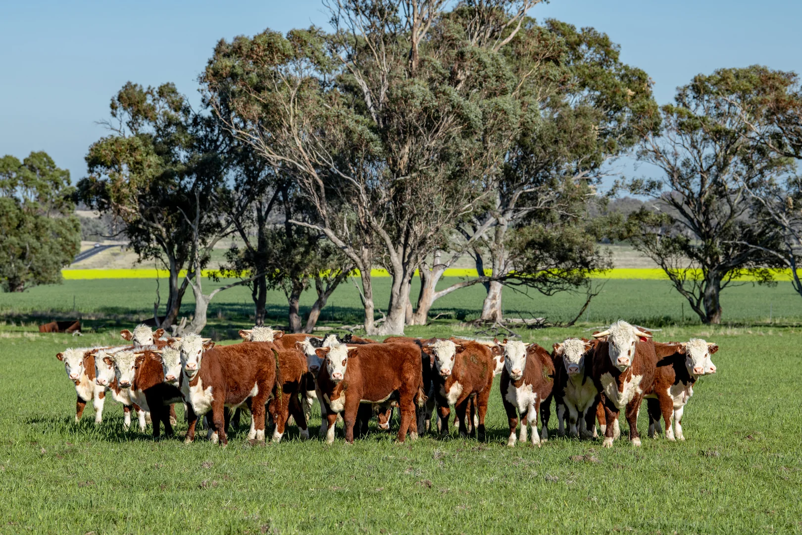 Additional image 12 of Mount Bodangora 5008 Goolma Road, Wellington NSW 2820