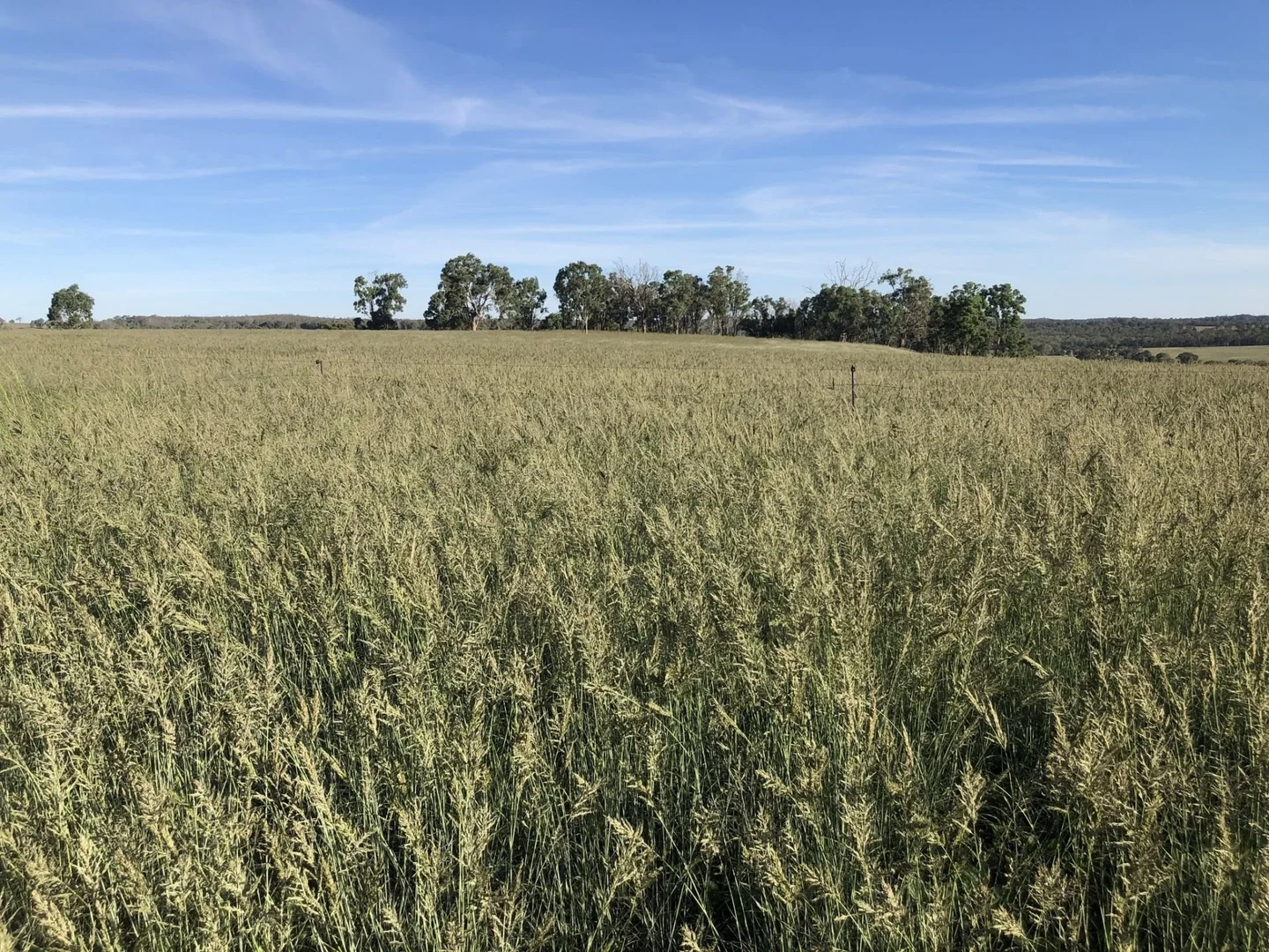 Additional image 24 of 325 Toorawandi Road, Ulamambri NSW 2357