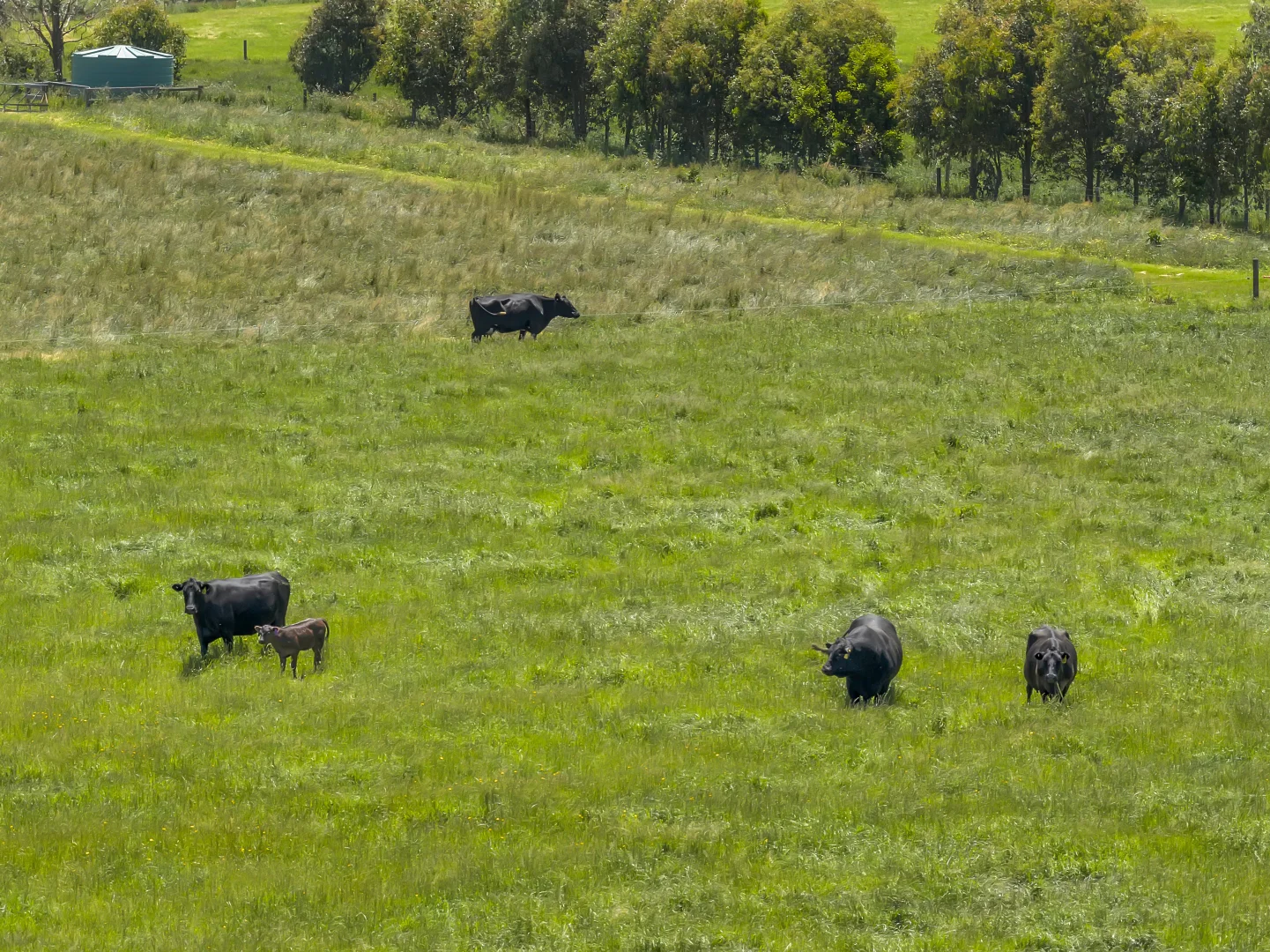 Additional image 16 of Almurta VIC 3979